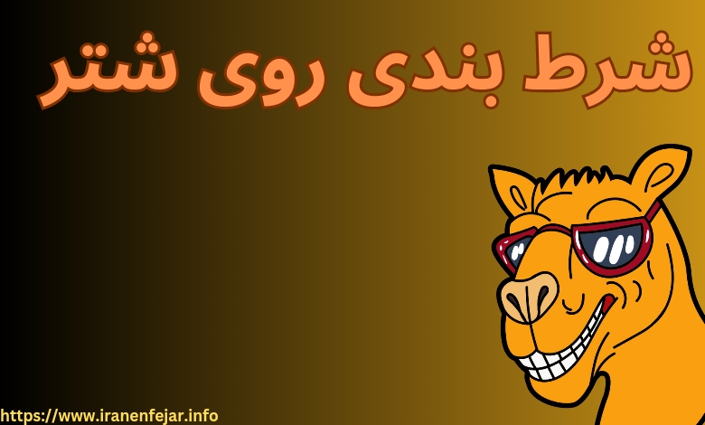 شرط بندی روی شتر